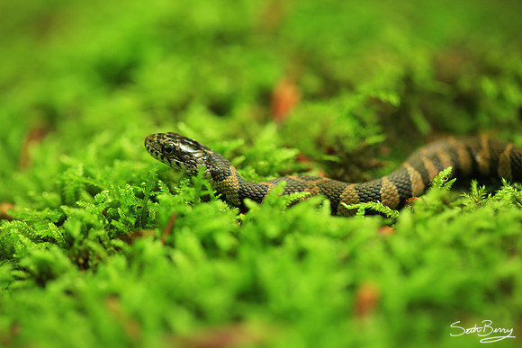 Banded Water Snake