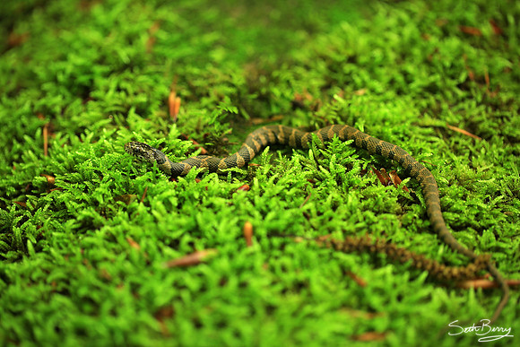 Banded Water Snake