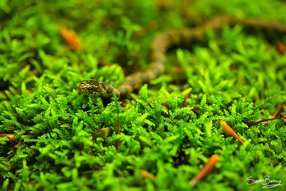 Banded Water Snake