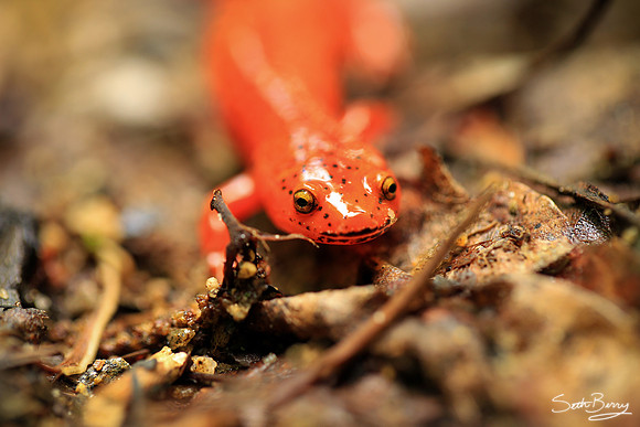 Eastern Newt