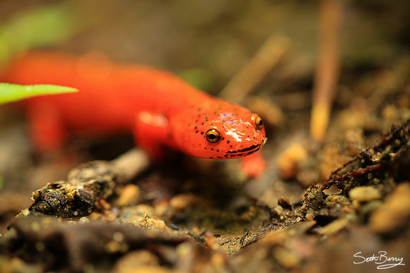 Eastern Newt