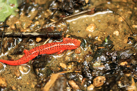 Eastern Newt