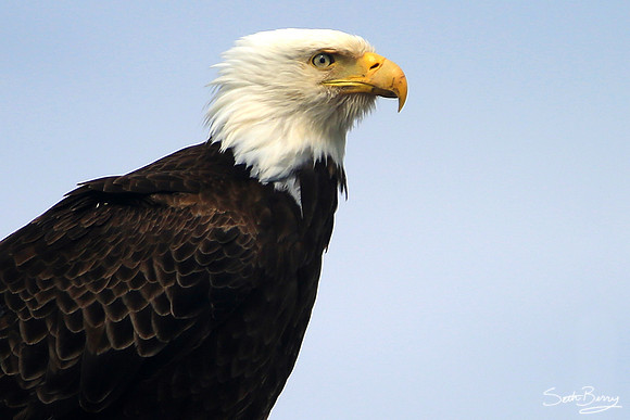 The Great American Eagle