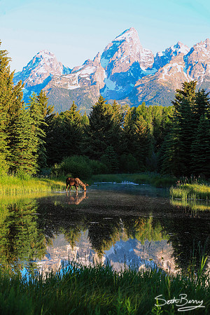 Moose Crossing