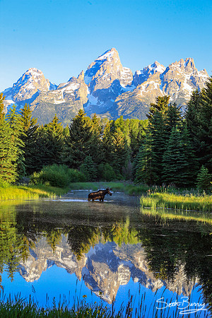 Moose Crossing