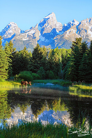 Moose of the Tetons