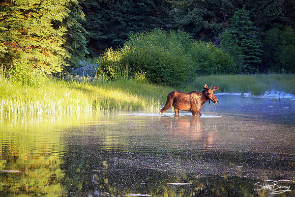 Moose Crossing