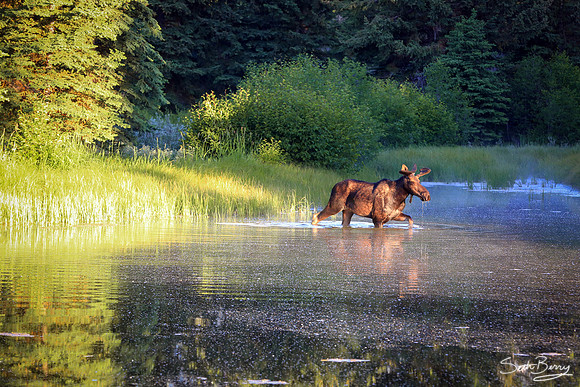 Moose Crossing