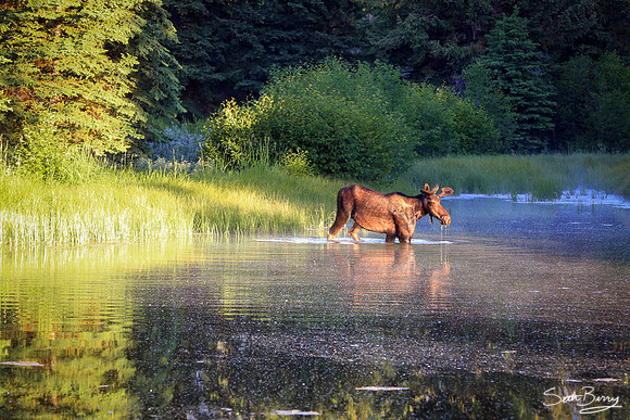 Moose Crossing