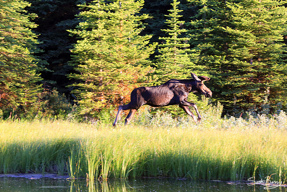 Moose Crossing