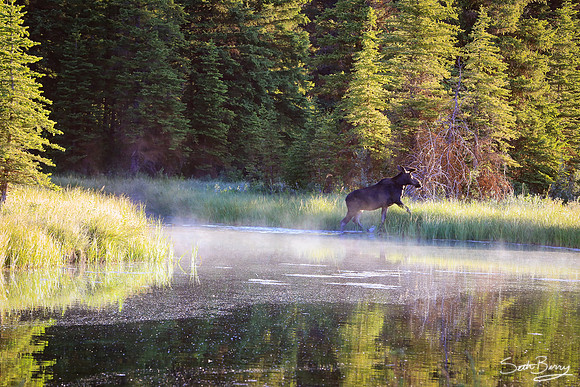Moose Crossing