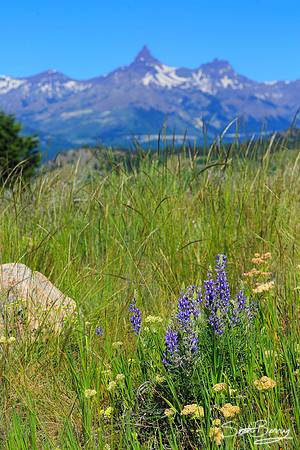 Beartooth Highway Wildflowers