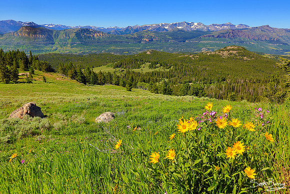 Beartooth Highway Wildflowers