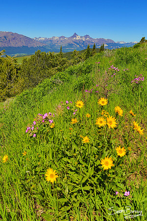 Beartooth Highway Wildflowers