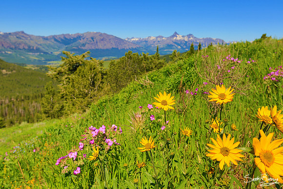 Beartooth Highway Wildflowers