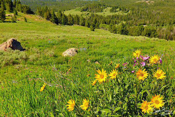 Beartooth Highway Wildflowers