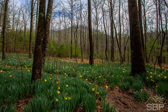 Daffodil Flats