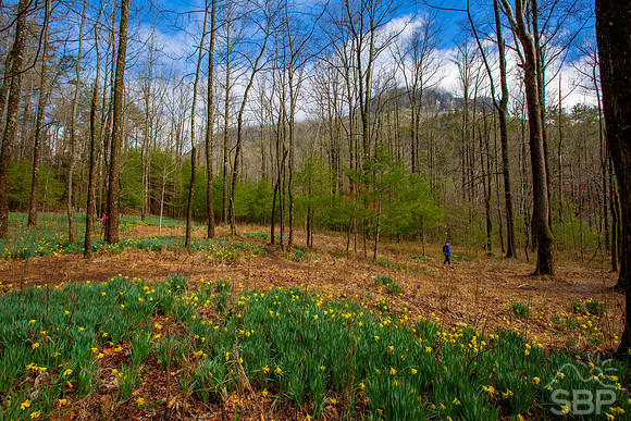 Daffodil Flats