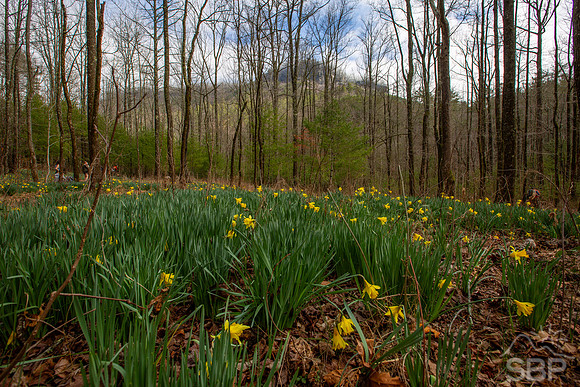 Daffodil Flats