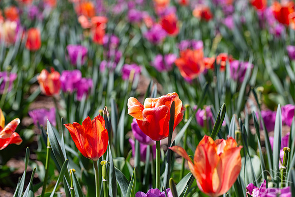 Tulips of Biltmore