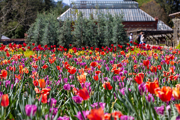 Tulips of Biltmore
