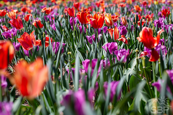 Tulips of Biltmore