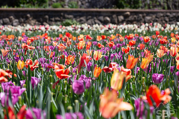 Tulips of Biltmore