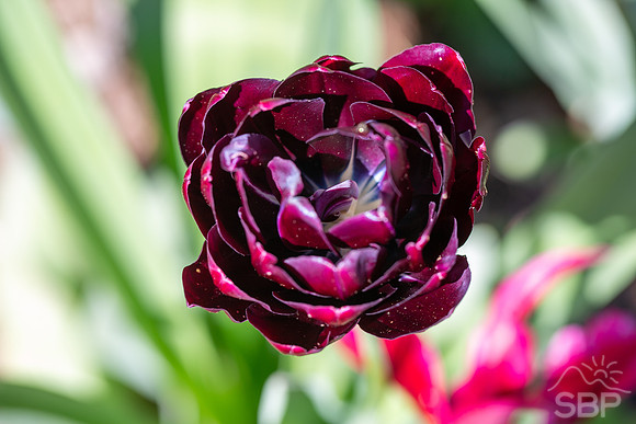 Tulips of Biltmore