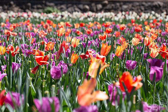 Tulips of Biltmore