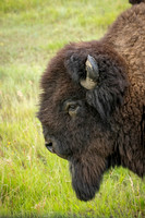 Theodore Roosevelt National Park