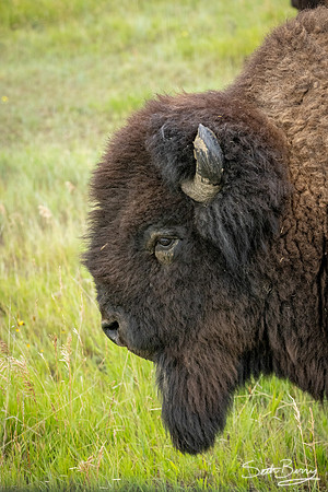 Theodore Roosevelt National Park