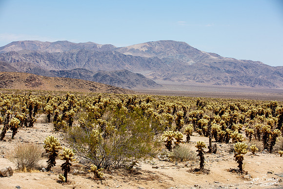Cholla Cactus Garden