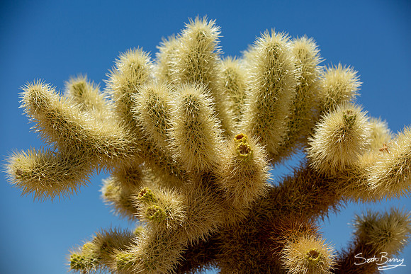 Cholla Cactus Garden