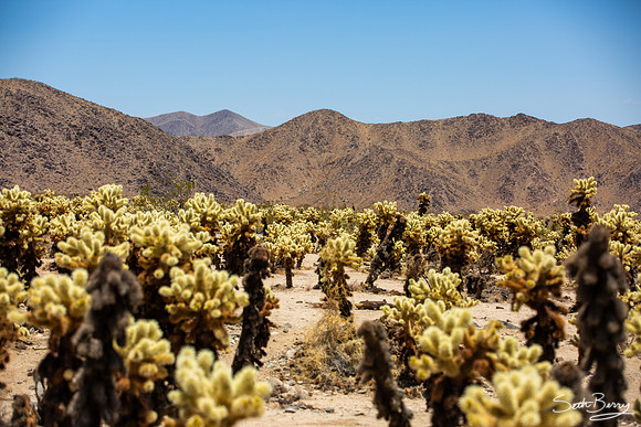 Cholla Cactus Garden
