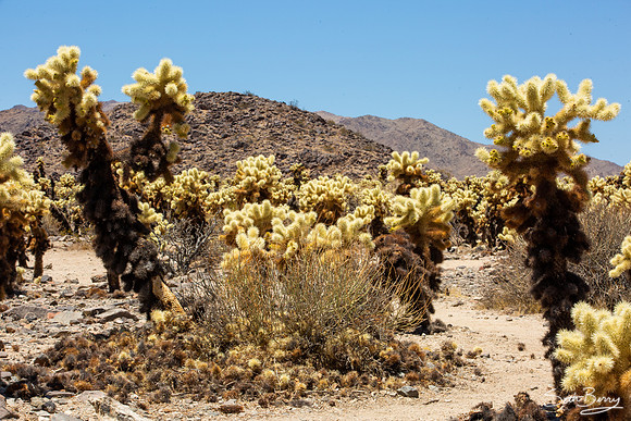 Cholla Cactus Garden