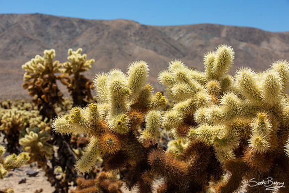 Cholla Cactus Garden