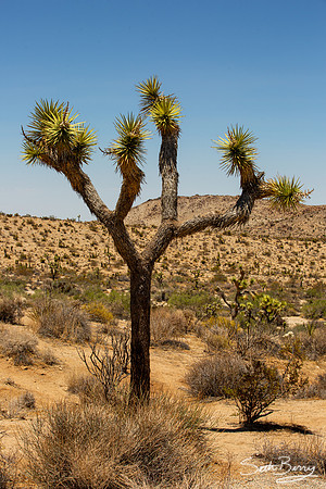 Joshua Tree