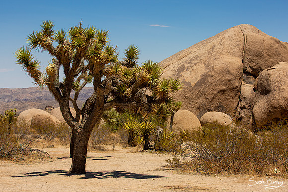 Joshua Tree