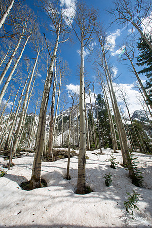 Aspens at Maroon Bells