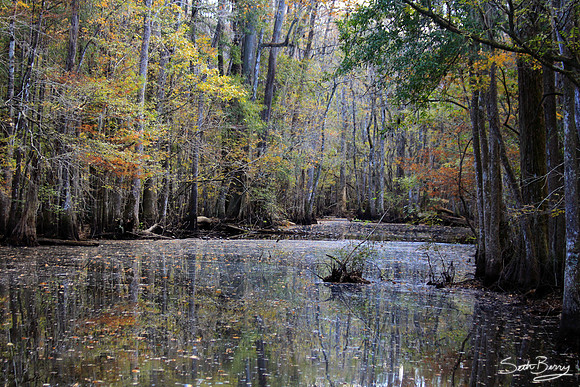 Goodson Lake, Francis Beilder Forest