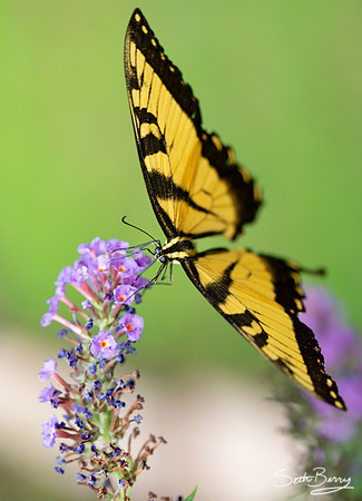 Eastern Tiger Swallowtail Butterfly