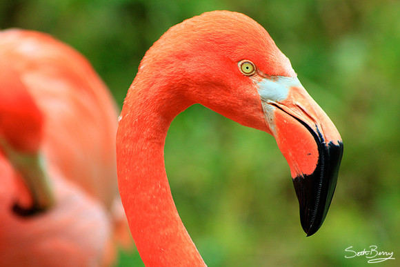 Pink Flamingo