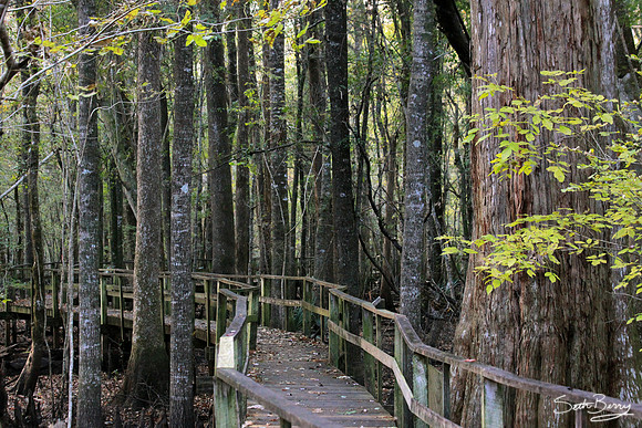 Francis Beilder Forest Boardwalk