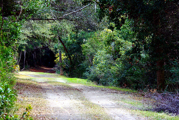 Bulls Island Trail