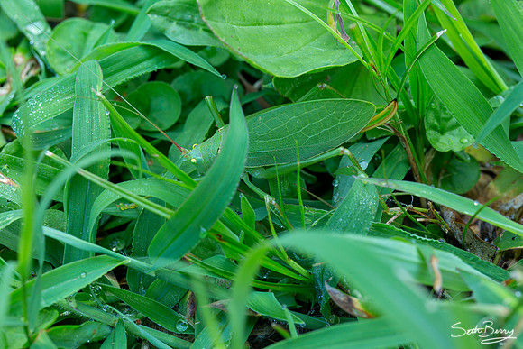 Camouflage Grasshopper