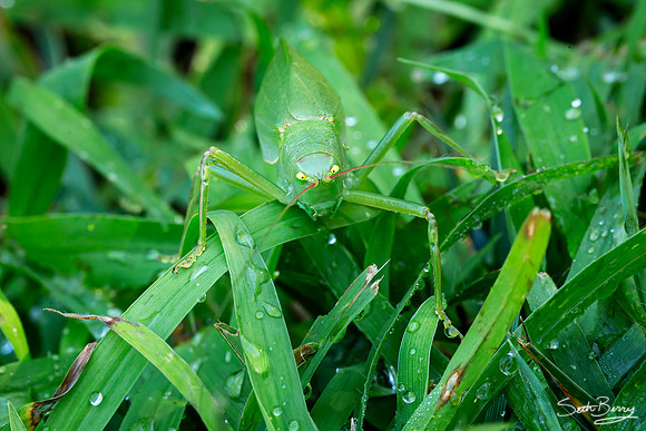 Angry Grasshopper