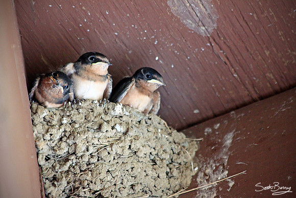 3 Birds Nested