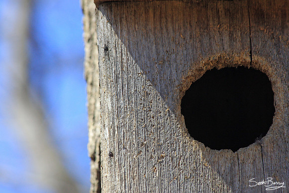Owl Box