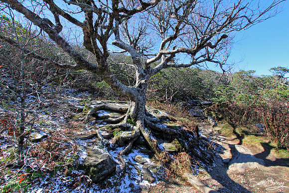 Craggy Gardens Dusting