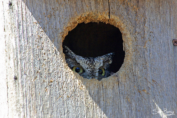 Peek-a-boo